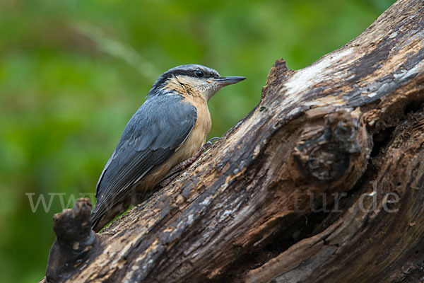 Kleiber (Sitta europaea)