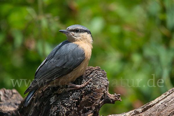 Kleiber (Sitta europaea)