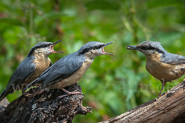 Kleiber (Sitta europaea)