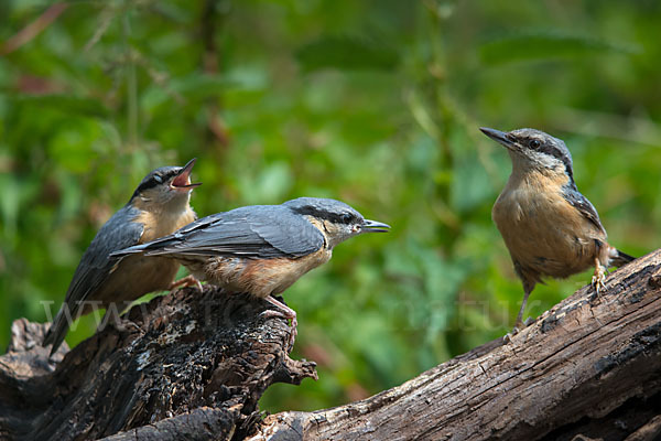 Kleiber (Sitta europaea)