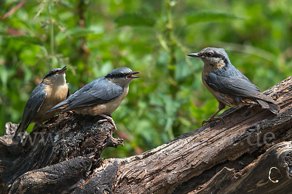 Kleiber (Sitta europaea)