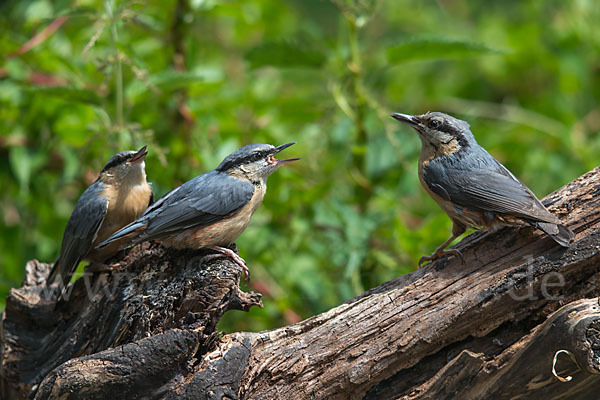 Kleiber (Sitta europaea)