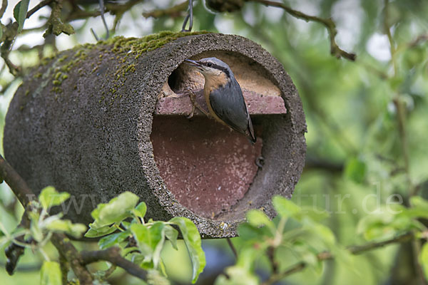 Kleiber (Sitta europaea)