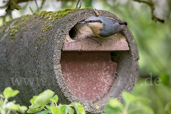 Kleiber (Sitta europaea)