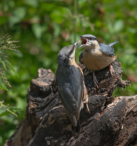 Kleiber (Sitta europaea)