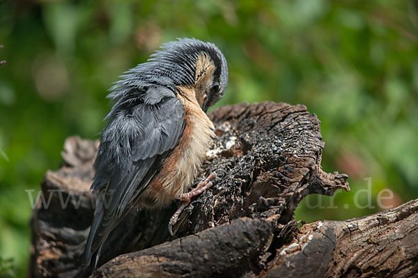 Kleiber (Sitta europaea)