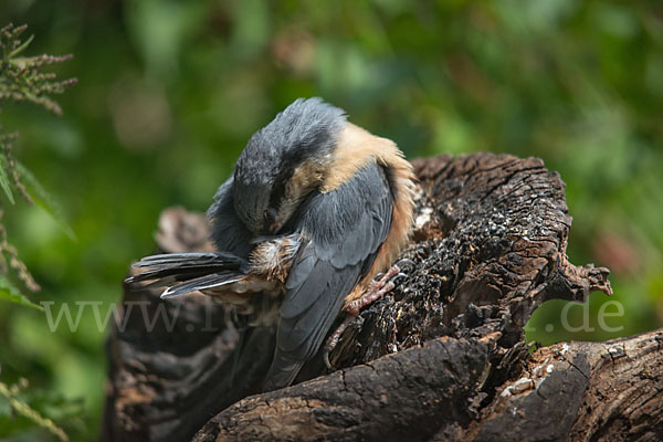 Kleiber (Sitta europaea)