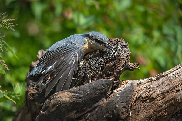 Kleiber (Sitta europaea)