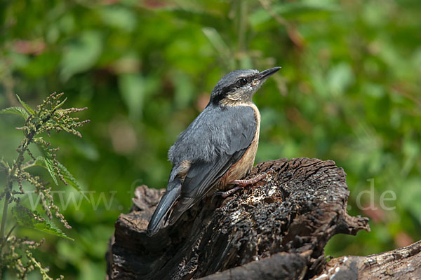 Kleiber (Sitta europaea)