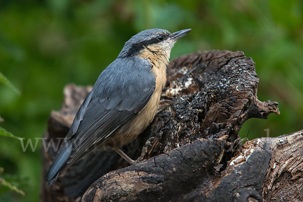 Kleiber (Sitta europaea)