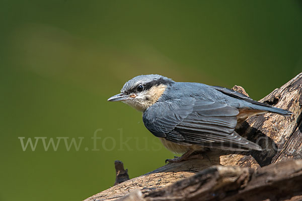 Kleiber (Sitta europaea)