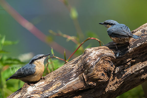 Kleiber (Sitta europaea)