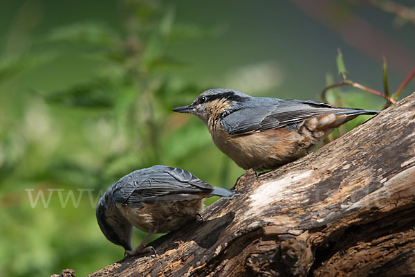 Kleiber (Sitta europaea)