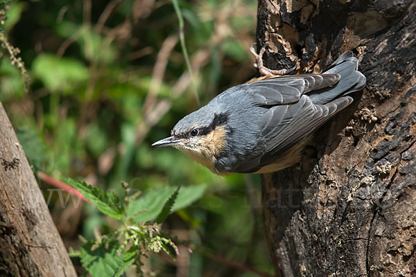 Kleiber (Sitta europaea)