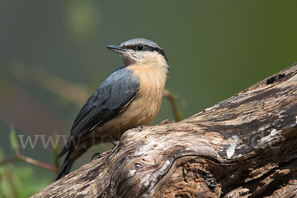 Kleiber (Sitta europaea)