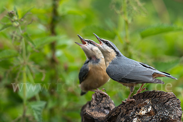 Kleiber (Sitta europaea)