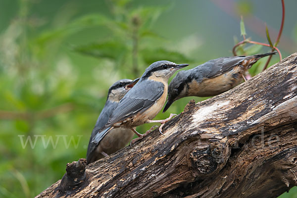 Kleiber (Sitta europaea)