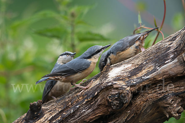 Kleiber (Sitta europaea)