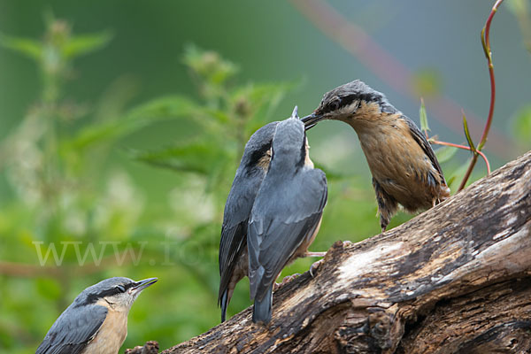 Kleiber (Sitta europaea)