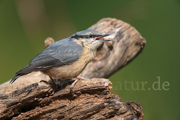 Kleiber (Sitta europaea)