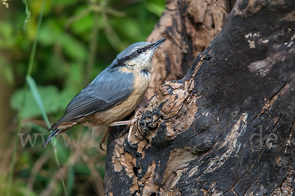 Kleiber (Sitta europaea)