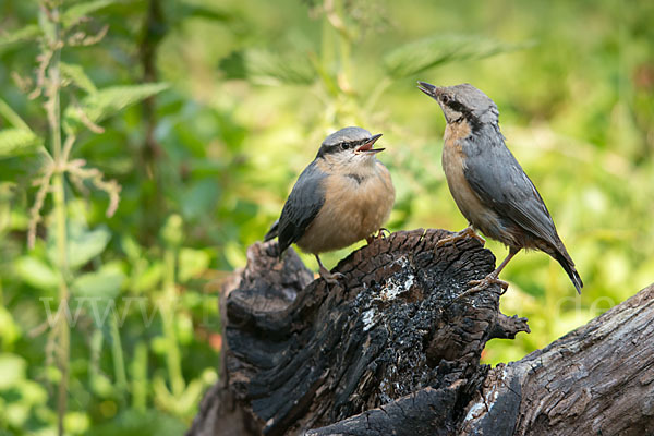 Kleiber (Sitta europaea)