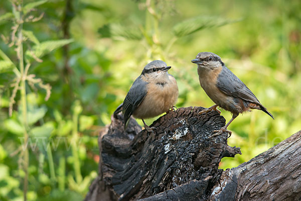 Kleiber (Sitta europaea)