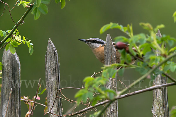 Kleiber (Sitta europaea)