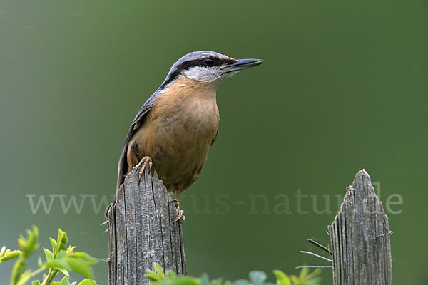 Kleiber (Sitta europaea)