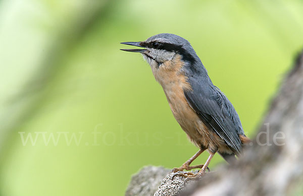 Kleiber (Sitta europaea)