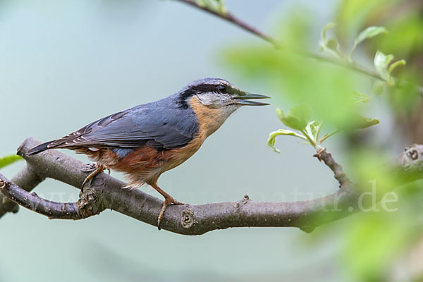 Kleiber (Sitta europaea)