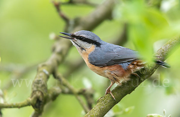 Kleiber (Sitta europaea)