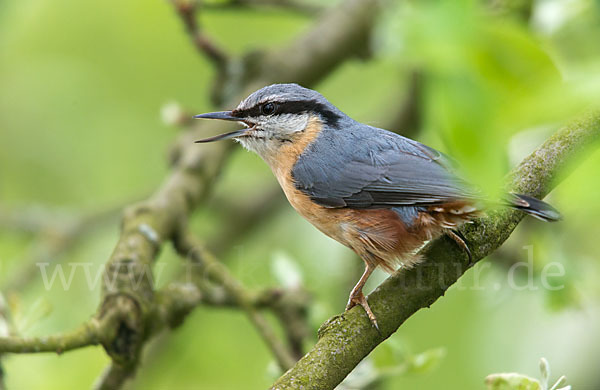 Kleiber (Sitta europaea)