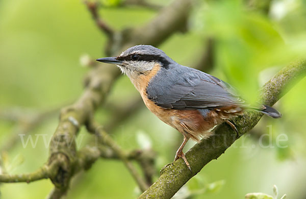 Kleiber (Sitta europaea)