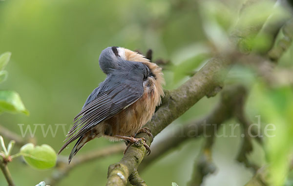 Kleiber (Sitta europaea)