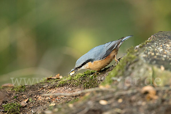 Kleiber (Sitta europaea)