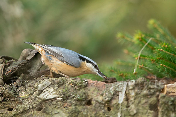 Kleiber (Sitta europaea)