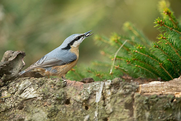 Kleiber (Sitta europaea)