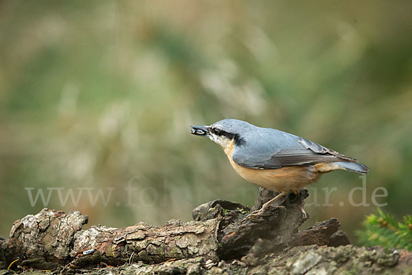 Kleiber (Sitta europaea)