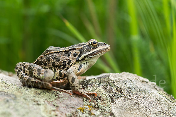 Kleinasiatischer Braunfrosch (Rana macrocnemis)