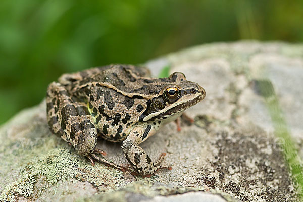 Kleinasiatischer Braunfrosch (Rana macrocnemis)