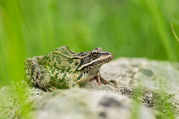 Kleinasiatischer Braunfrosch (Rana macrocnemis)