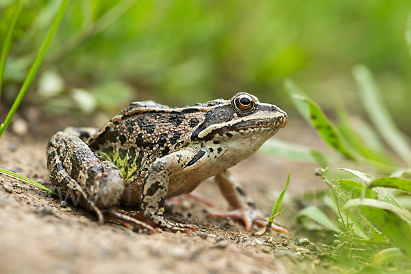 Kleinasiatischer Braunfrosch (Rana macrocnemis)