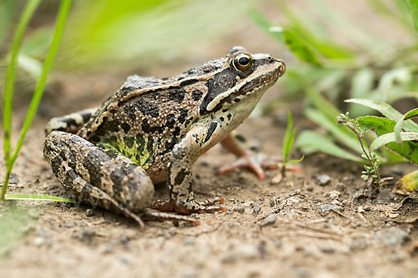 Kleinasiatischer Braunfrosch (Rana macrocnemis)