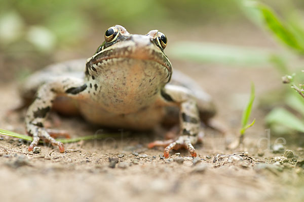 Kleinasiatischer Braunfrosch (Rana macrocnemis)