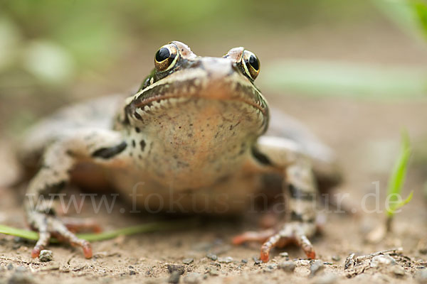 Kleinasiatischer Braunfrosch (Rana macrocnemis)