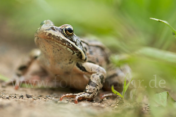 Kleinasiatischer Braunfrosch (Rana macrocnemis)