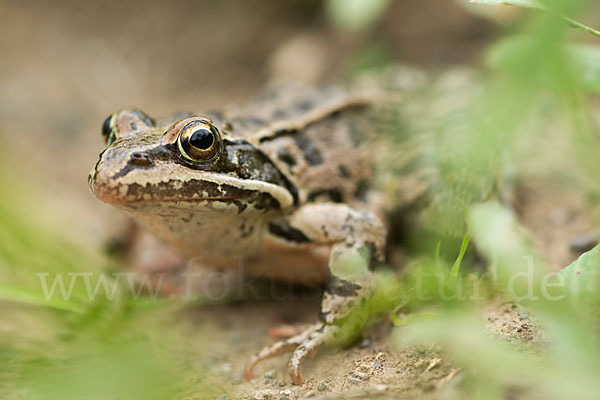 Kleinasiatischer Braunfrosch (Rana macrocnemis)