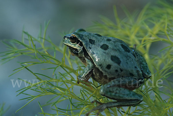 Kleinasiatischer Laubfrosch (Hyla savignyi)