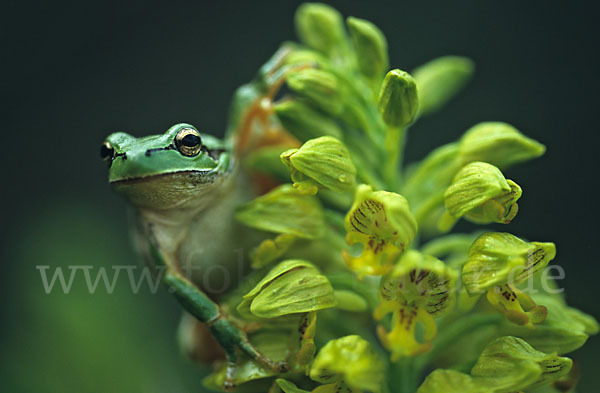 Kleinasiatischer Laubfrosch (Hyla savignyi)